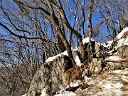 Sulle nevi del Monte Zucco (1232 m ) da S. Antonio Abbandonato (987 m) sui sent. 505-506 il 14 gennaio 2021 - FOTOGALLERY